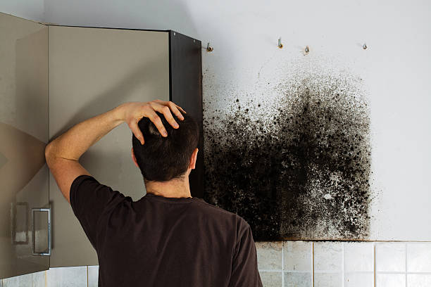 Best Commercial Mold Removal  in Mehlville, MO